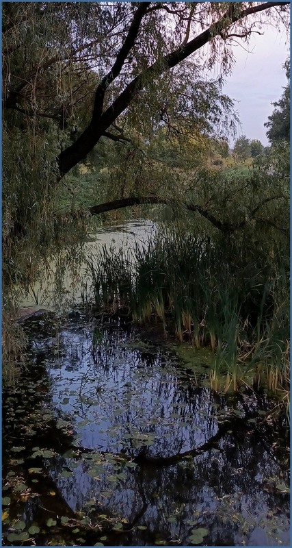 Фотографія Перші осінні листочки / Olena Kapishinsky / photographers.ua