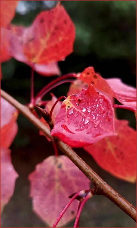 Фотографія Прощання з осінню / Olena Kapishinsky / photographers.ua
