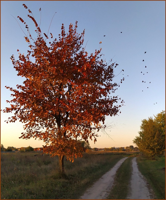 Фотографія Осінні барви / Olena Kapishinsky / photographers.ua