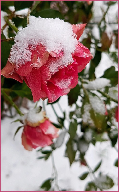 Фотографія Не журися! / Olena Kapishinsky / photographers.ua