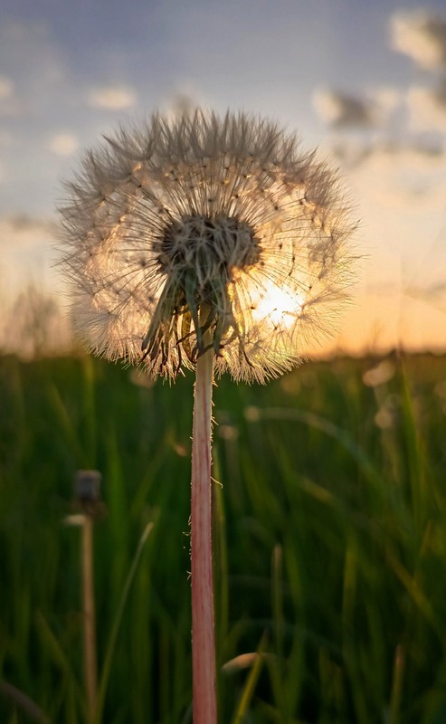 Фотографія На згадку / Olena Kapishinsky / photographers.ua