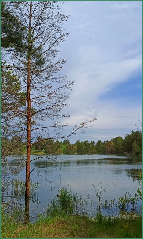 Фотографія Лісове озеро / Olena Kapishinsky / photographers.ua