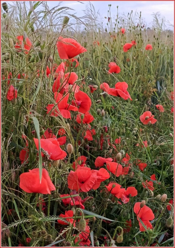 Фотографія Маки в полі / Olena Kapishinsky / photographers.ua