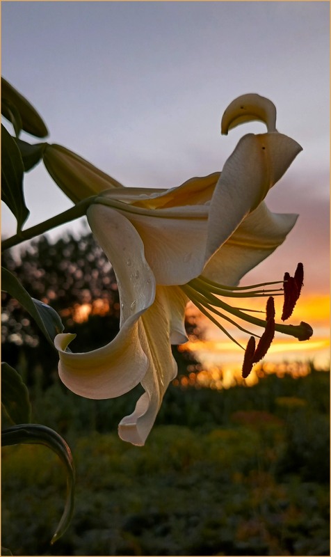 Фотографія Лілія вечірня / Olena Kapishinsky / photographers.ua