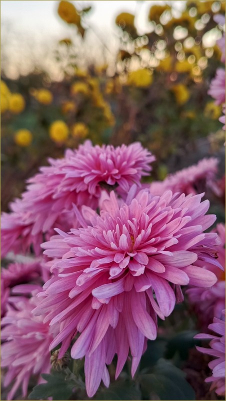 Фотографія Хризантема…комплімент від осені / Olena Kapishinsky / photographers.ua