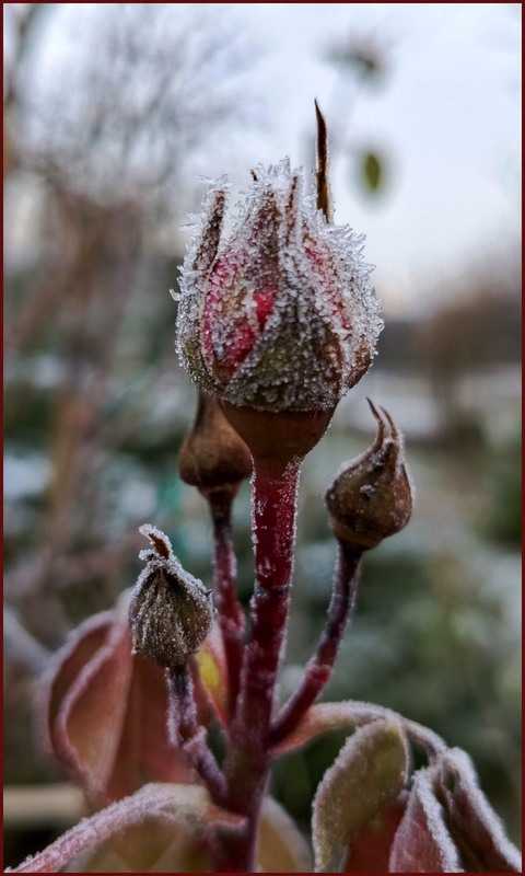 Фотографія Стійкість / Olena Kapishinsky / photographers.ua