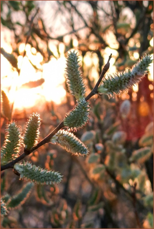 Фотографія Верба / Olena Kapishinsky / photographers.ua