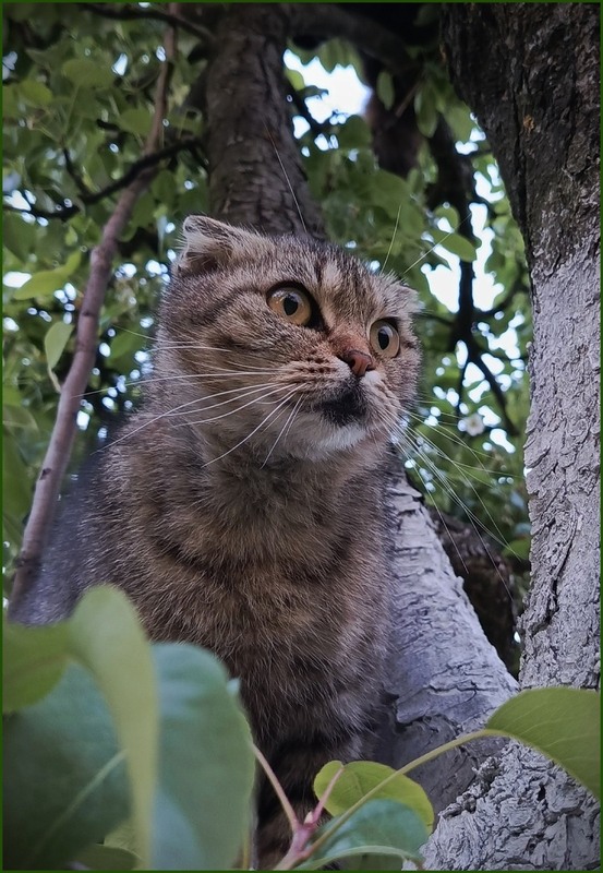 Фотографія Животные / Olena Kapishinsky / photographers.ua