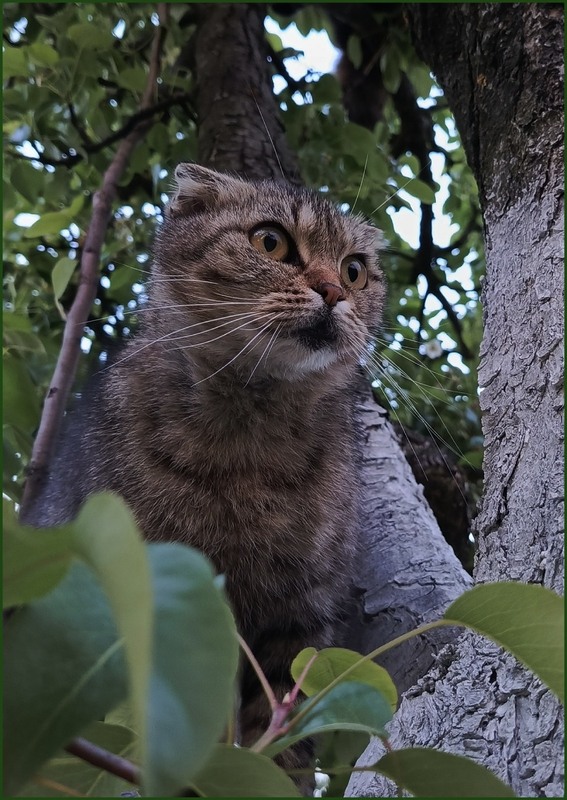 Фотографія На дозорі / Olena Kapishinsky / photographers.ua