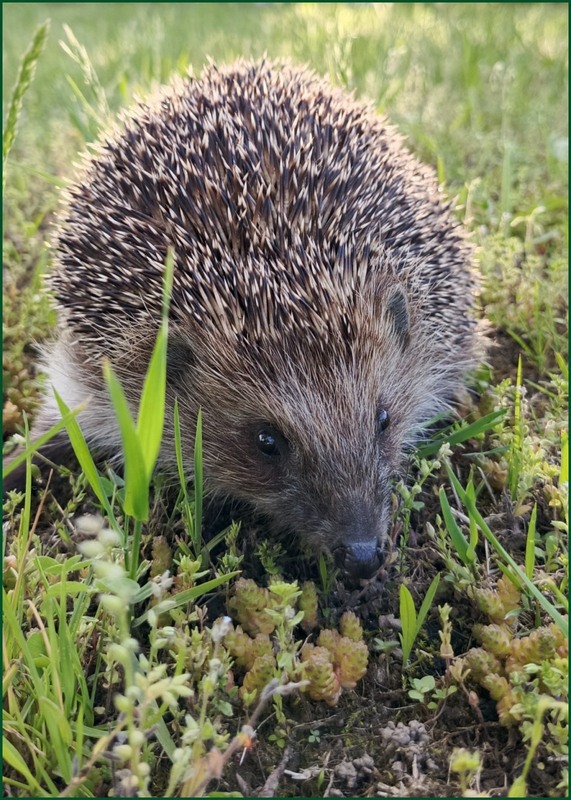 Фотографія Вечірній гість / Olena Kapishinsky / photographers.ua