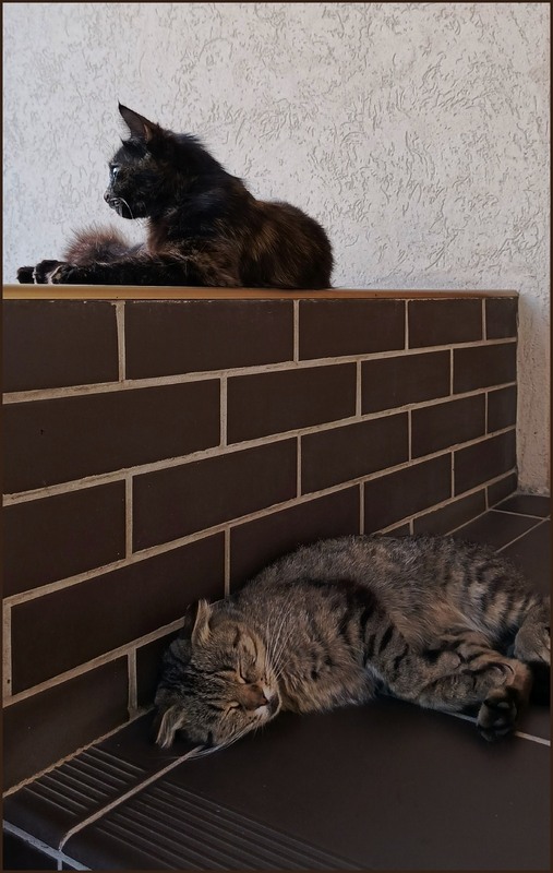 Фотографія Животные / Olena Kapishinsky / photographers.ua