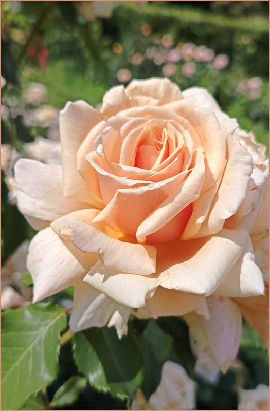 Фотографія *** / Olena Kapishinsky / photographers.ua