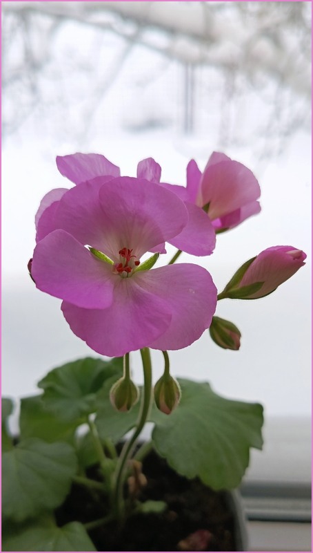 Фотографія А за вікном лютий мороз / Olena Kapishinsky / photographers.ua