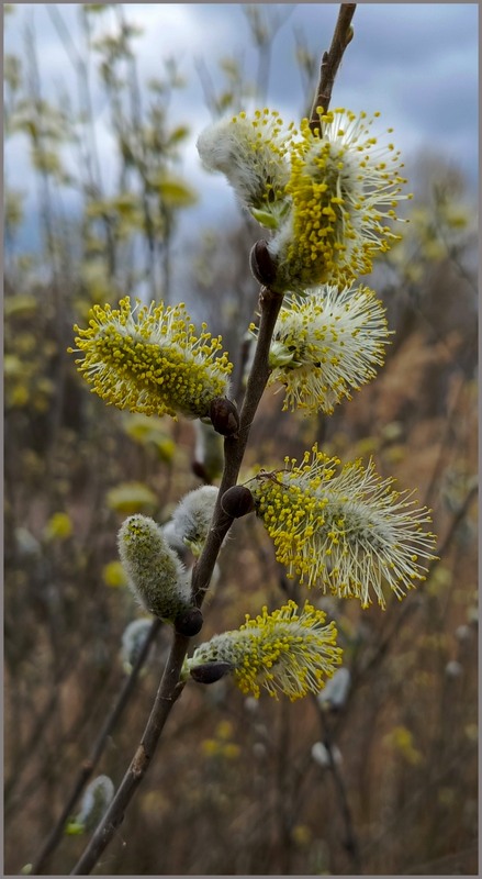 Фотографія Вербові котики пухнасті / Olena Kapishinsky / photographers.ua