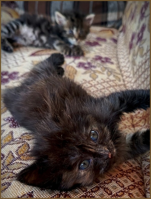 Фотографія Маленька Аза / Olena Kapishinsky / photographers.ua