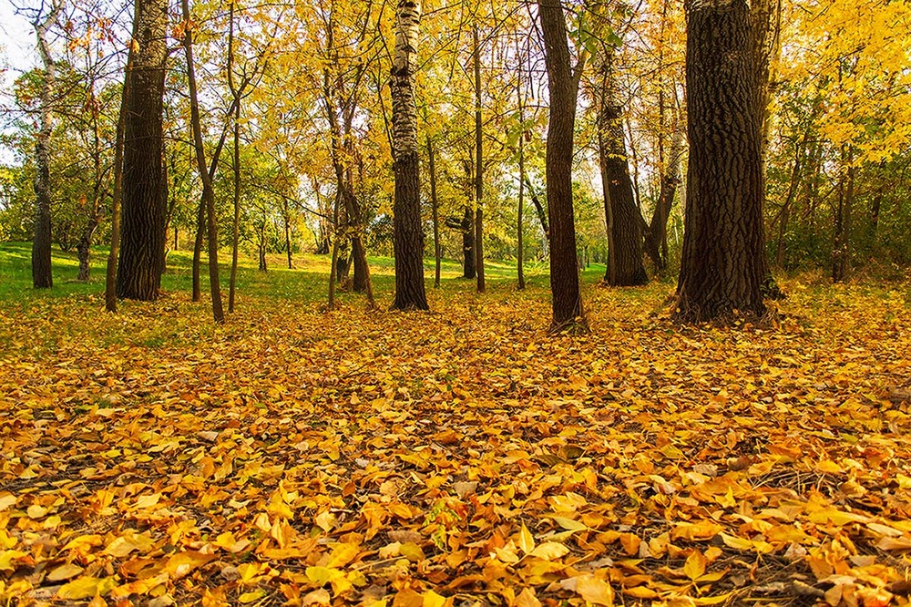 Фотографія Золото осені / Олександр Житник / photographers.ua