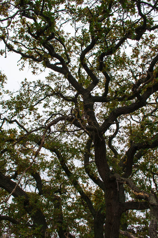 Фотографія Старий дуб / Олександр Житник / photographers.ua