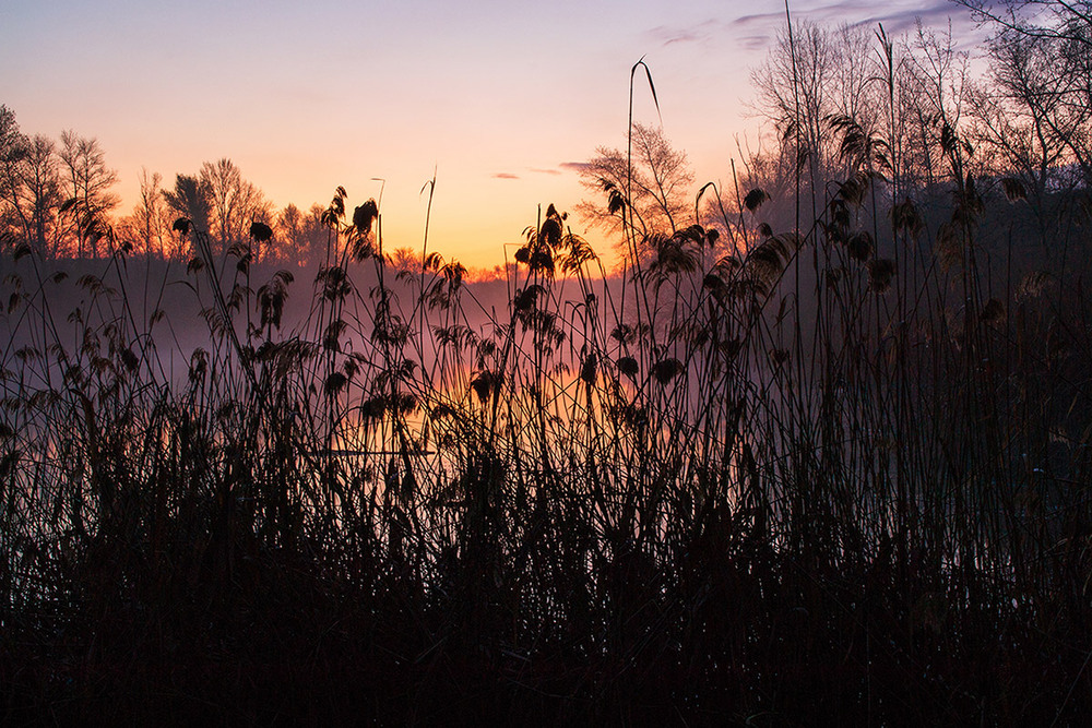 Фотографія Очерет / Олександр Житник / photographers.ua