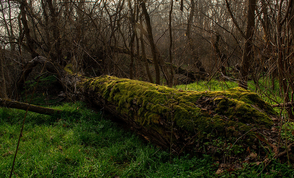 Фотографія Стежками Хортиці #3 / Олександр Житник / photographers.ua