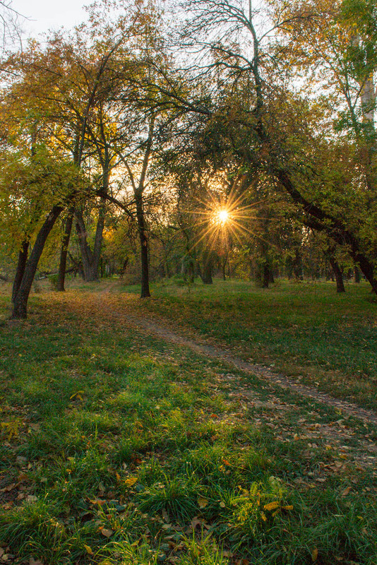 Фотографія Осіннє сонце / Олександр Житник / photographers.ua