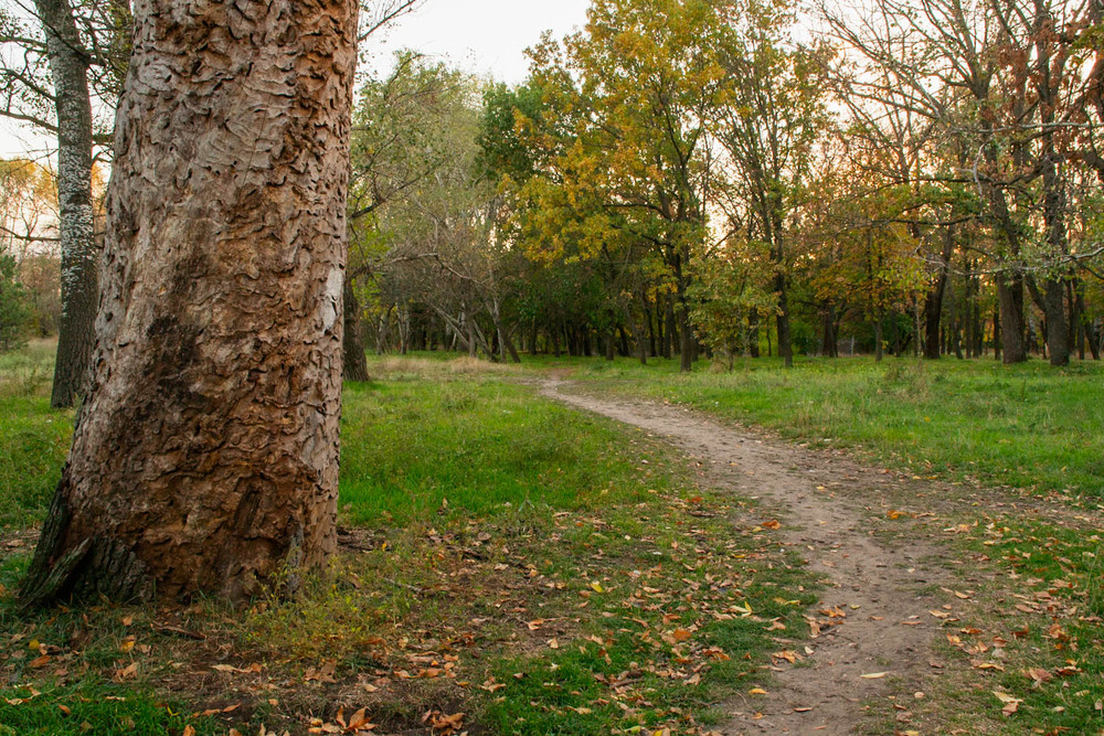 Фотографія У дубовому гаю / Олександр Житник / photographers.ua