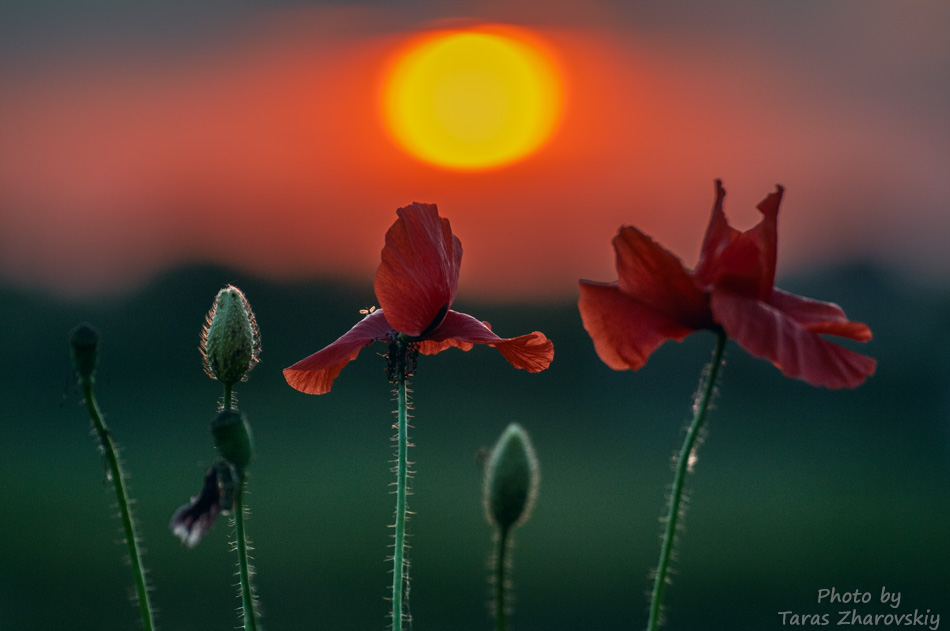 Фотографія «Магія маків» / Taras Zharovskiy / photographers.ua