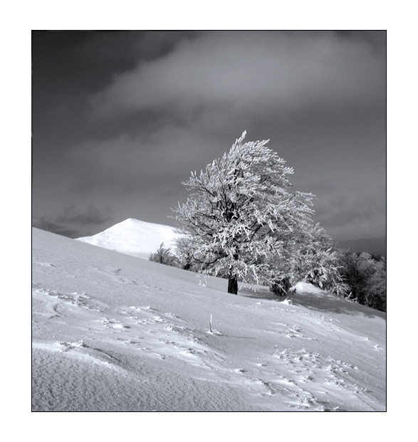 Фотографія On the white ground / Вареник Валерий / photographers.ua