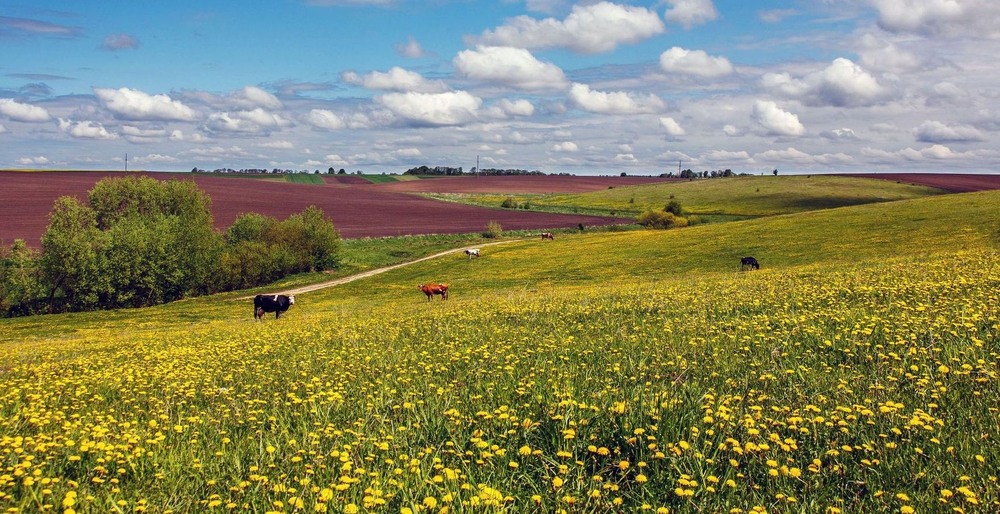 Фотографія Квітковий кипимб / Леонід Скоблунов / photographers.ua