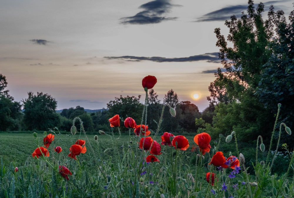 Фотографія +++ / Леонід Скоблунов / photographers.ua