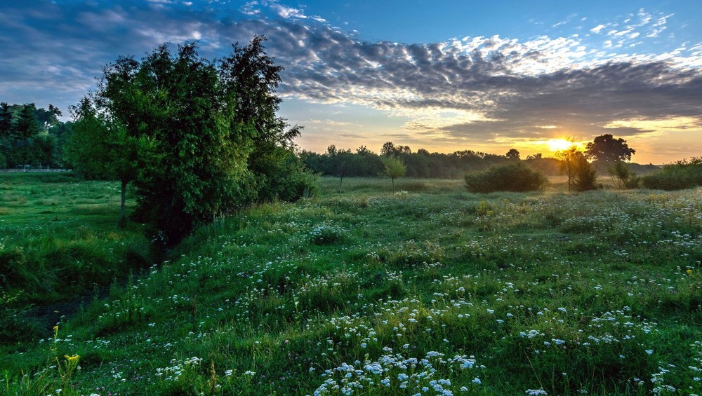 Фотографія Літнім ранком. / Леонід Скоблунов / photographers.ua