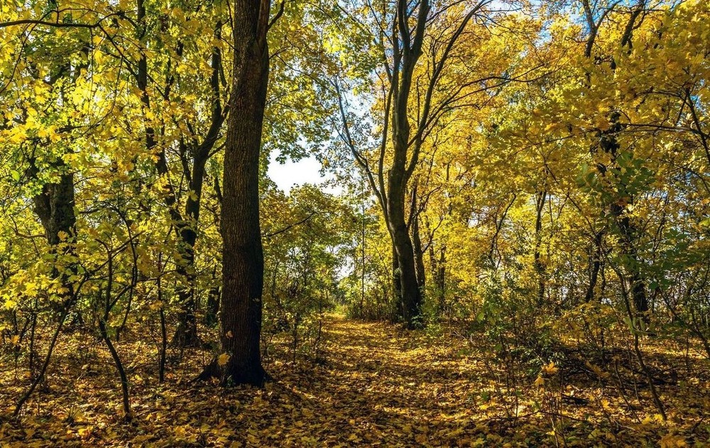 Фотографія +++ / Леонід Скоблунов / photographers.ua