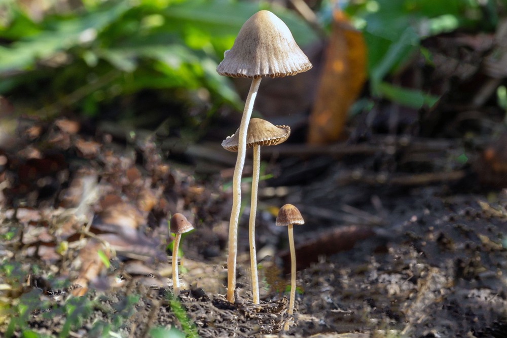 Фотографія +++ / Леонід Скоблунов / photographers.ua