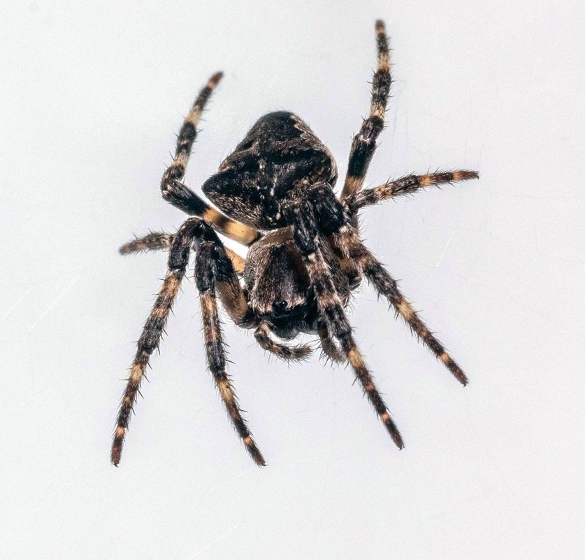 Фотографія +++ / Леонід Скоблунов / photographers.ua