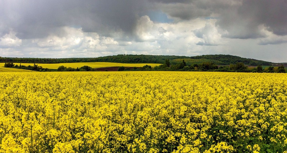 Фотографія +++ / Леонід Скоблунов / photographers.ua