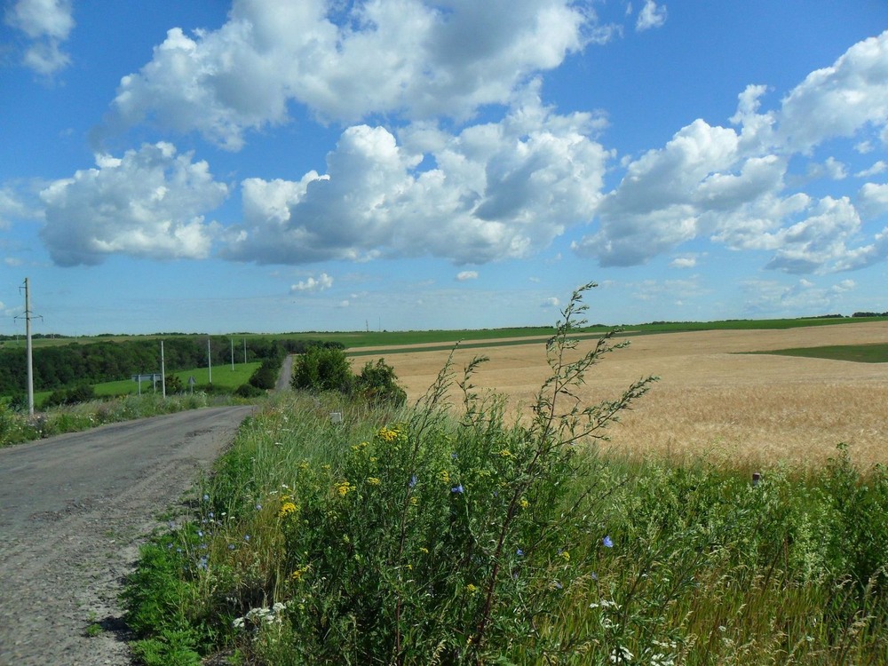Фотографія Дорога в літо / Виталий Талисман / photographers.ua
