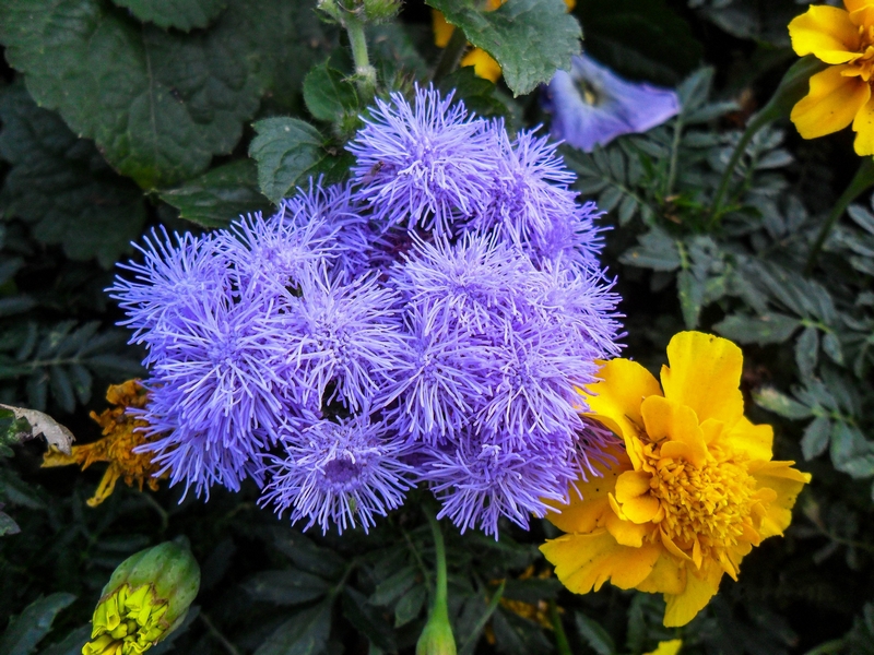 Фотографія Пухнастики / Виталий Талисман / photographers.ua