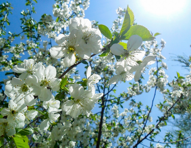 Фотографія Весна прийшла / Виталий Талисман / photographers.ua