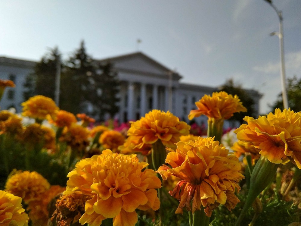 Фотографія Міські квіти / Виталий Талисман / photographers.ua