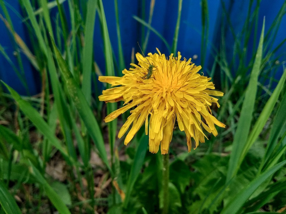 Фотографія Все буде Україна / Виталий Талисман / photographers.ua