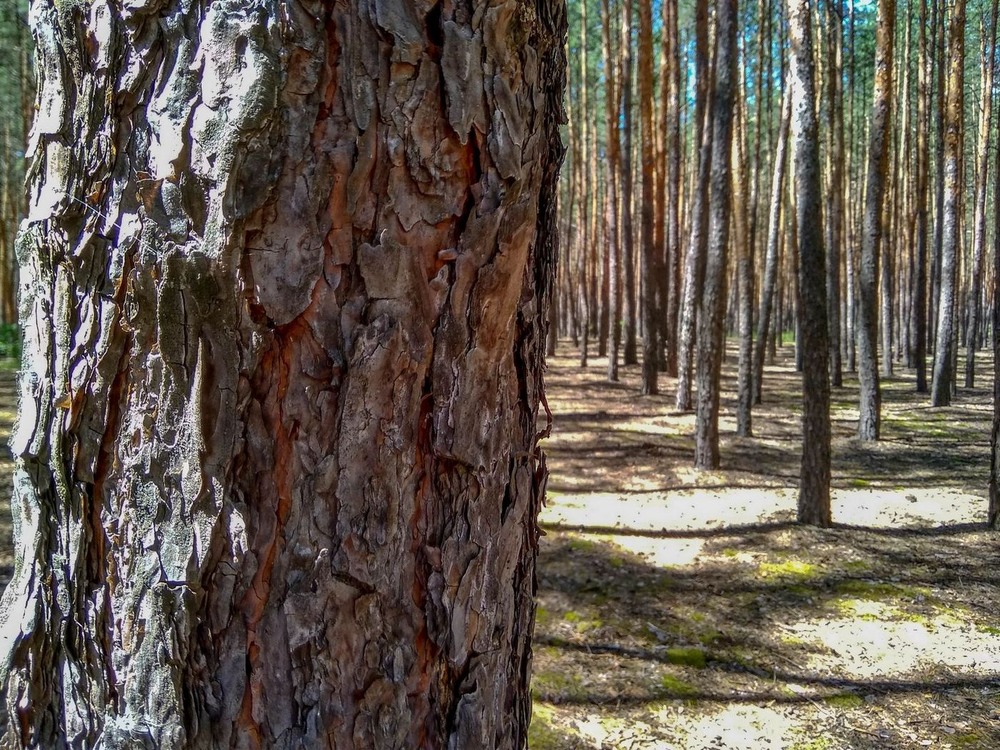 Фотографія Хвойний ліс / Виталий Талисман / photographers.ua