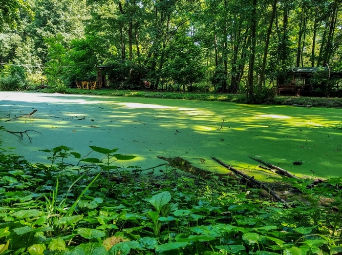 Фотографія Озеро, вкрите ряскою в лісі / Виталий Талисман / photographers.ua