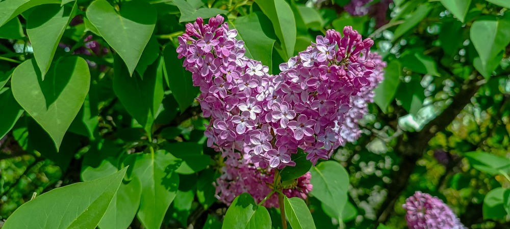 Фотографія Бузкове серце / Виталий Талисман / photographers.ua