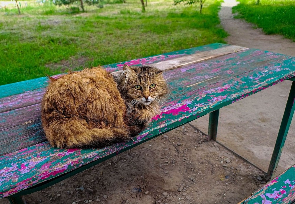 Фотографія Золота киця / Виталий Талисман / photographers.ua