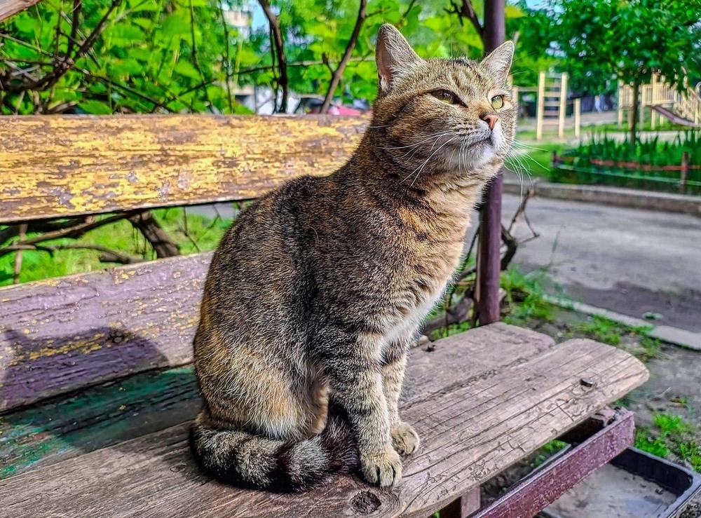 Фотографія Портрет кицюні / Виталий Талисман / photographers.ua