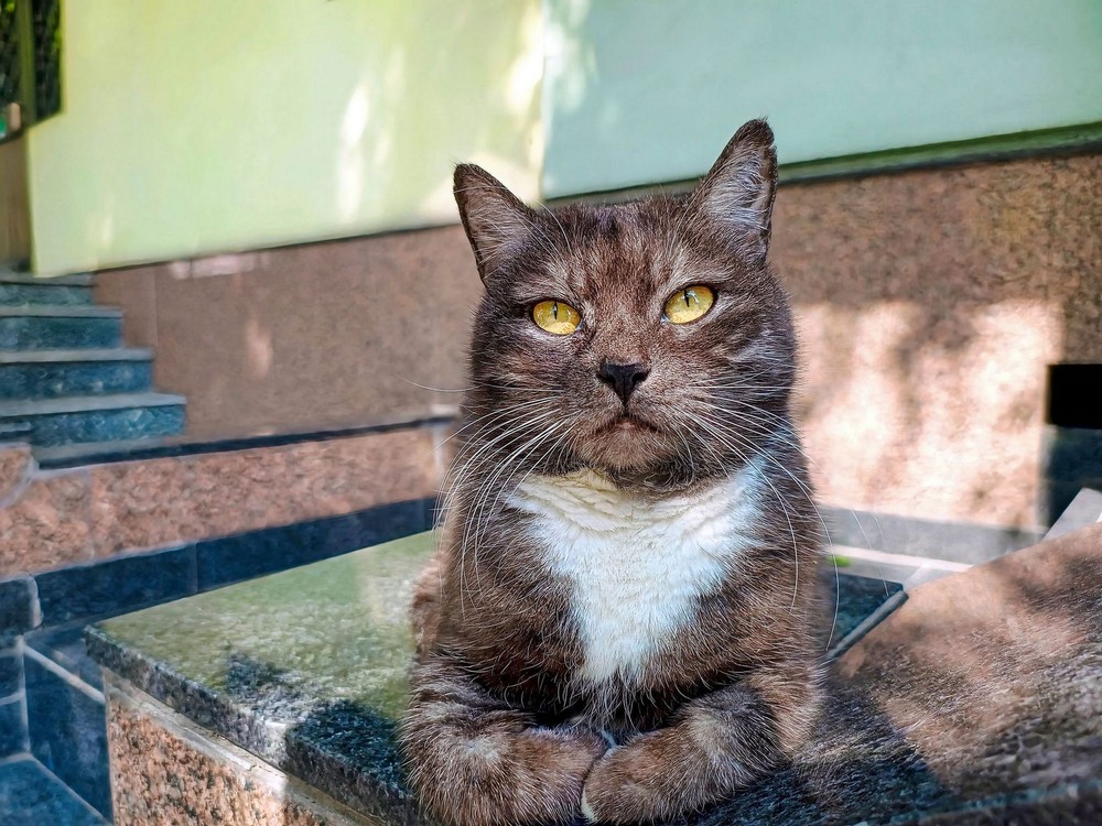 Фотографія Очікування прохолоди / Виталий Талисман / photographers.ua