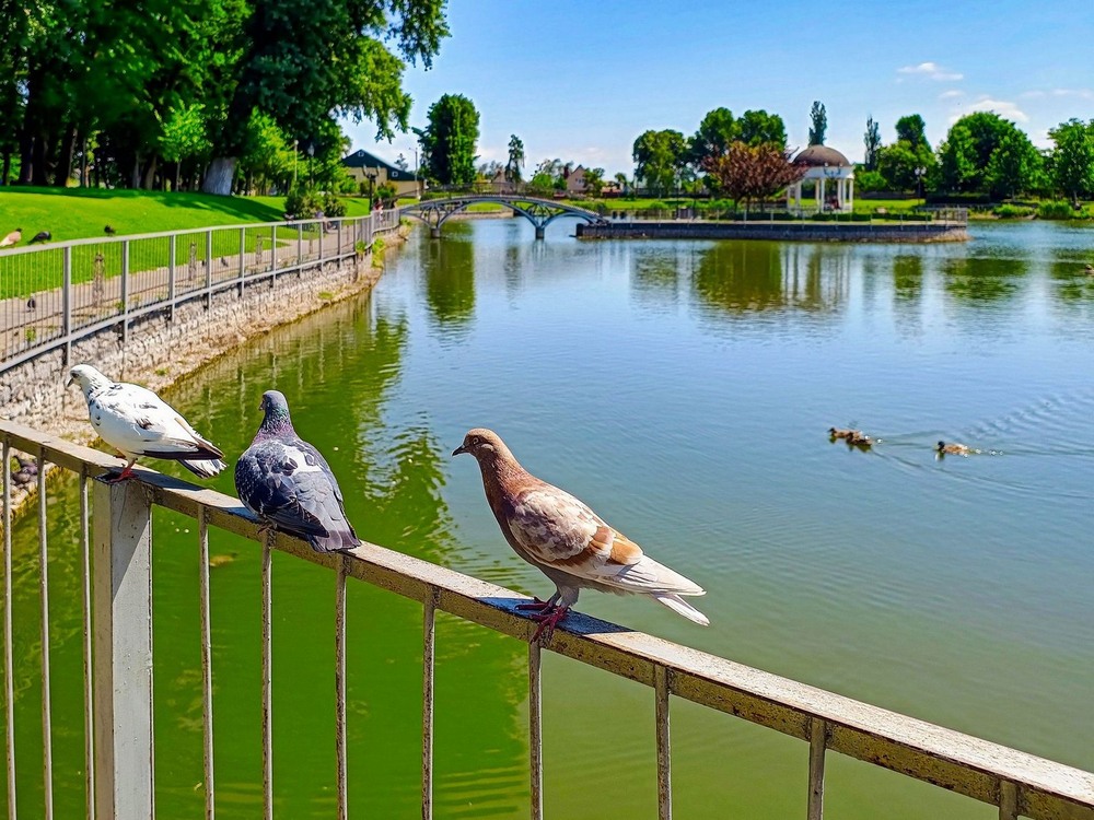 Фотографія Парк Миру (Кременчук) / Виталий Талисман / photographers.ua