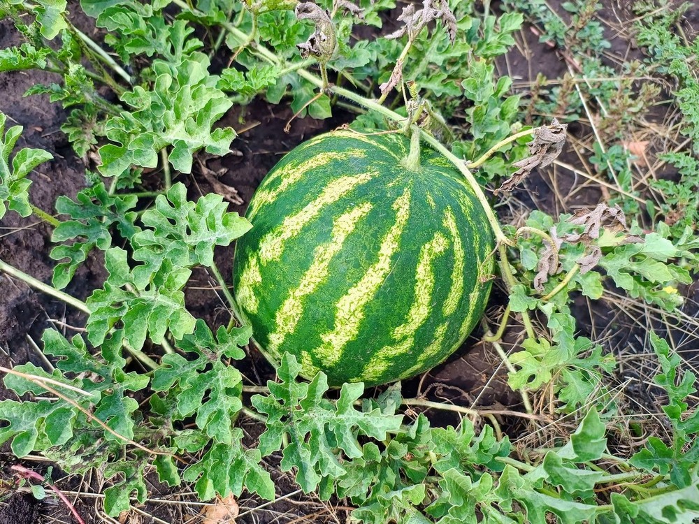 Фотографія Найулюбленіша ягода влітку / Виталий Талисман / photographers.ua