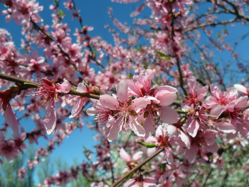 Фотографія Весна прийшла / Виталий Талисман / photographers.ua