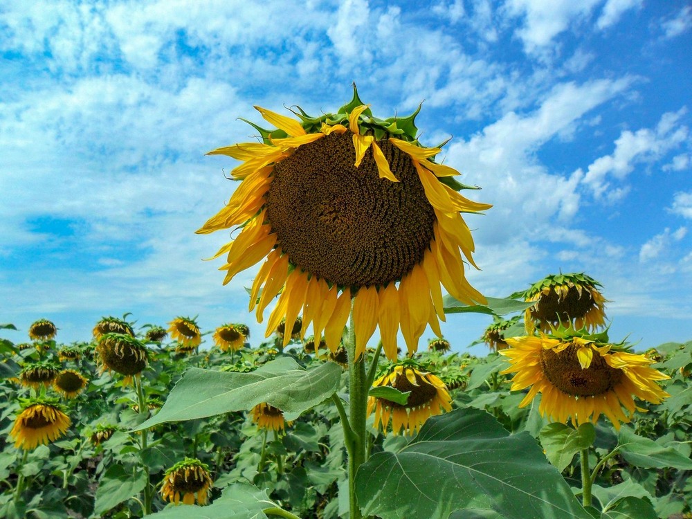 Фотографія Соняхи / Виталий Талисман / photographers.ua