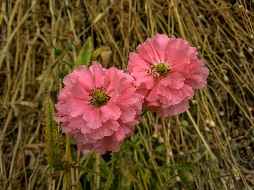 Фотографія Маки / Виталий Талисман / photographers.ua